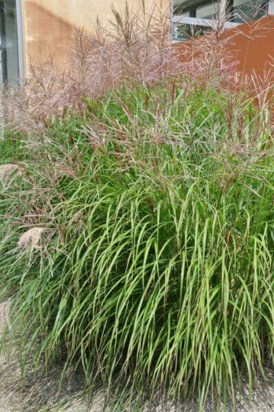 Tall ornamental grasses
