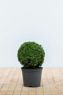 Common box Buxus sempervirens ball 30-40 root ball Buxus sempervirens 30-40 cm