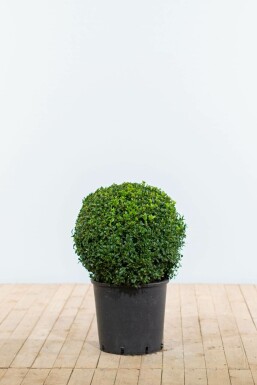 Common box Buxus sempervirens ball 40-50 root ball
