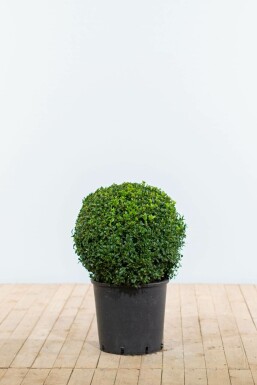 Common box Buxus sempervirens ball 40-50 root ball Buxus sempervirens 40-50 cm