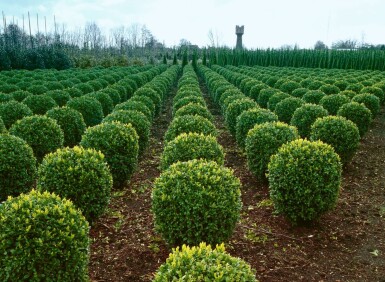 Common box Buxus sempervirens ball 40-50 root ball