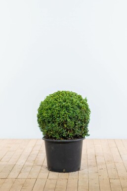 Common box Buxus sempervirens ball 50-60 root ball