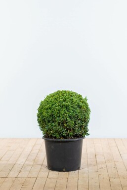 Common box Buxus sempervirens ball 50-60 root ball Buxus sempervirens 50-60 cm