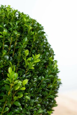 Common box Buxus sempervirens ball 50-60 root ball