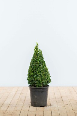 Common box Buxus sempervirens cone 50-60 root ball