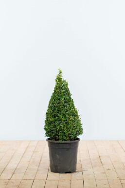 Common box Buxus sempervirens cone 50-60 root ball Buxus sempervirens 50-60 cm