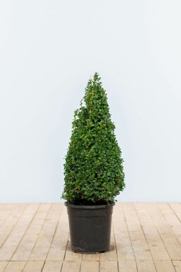 Common box Buxus sempervirens cone 60-70 root ball Buxus sempervirens 60-70 cm