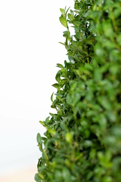 Common box Buxus sempervirens cone 60-70 root ball Buxus sempervirens 60-70 cm