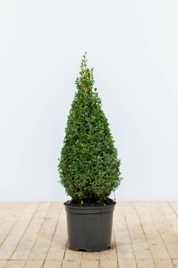 Common box Buxus sempervirens cone 70-80 root ball Buxus sempervirens 70-80 cm