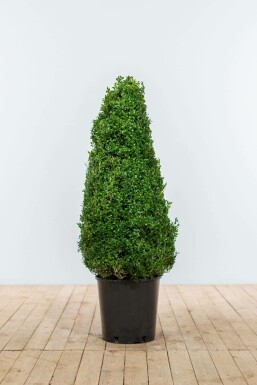Common box Buxus sempervirens cone 80-90 root ball