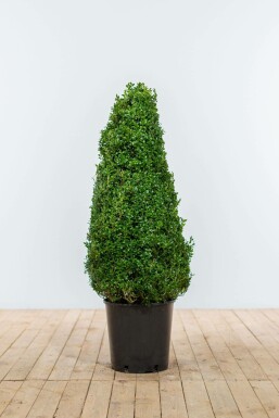 Common box Buxus sempervirens cone 80-90 root ball Buxus sempervirens 80-90 cm
