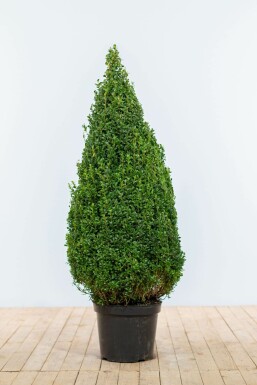 Common box Buxus sempervirens cone 90-100 root ball Buxus sempervirens 90-100 cm