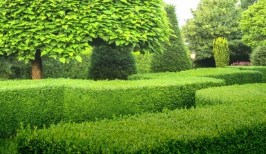 Buxus sempervirens 50-60 cm