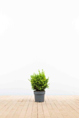 Common box Buxus sempervirens hedge 20-30 pot Buxus sempervirens 20-30 cm