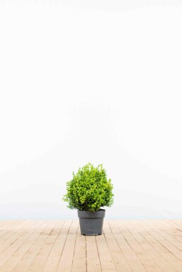 Common box Buxus sempervirens hedge 30-40 pot Buxus sempervirens 30-40 cm