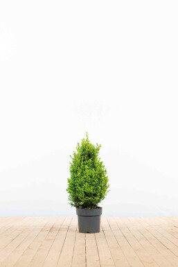 Common box Buxus sempervirens hedge 40-50 root ball Buxus sempervirens 40-50 cm