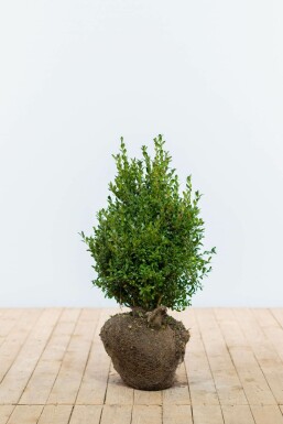 Common box Buxus sempervirens hedge 40-50 root ball