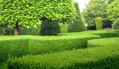 Common box Buxus sempervirens hedge 40-50 root ball