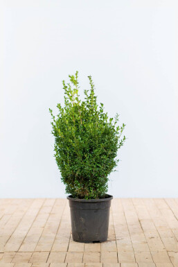 Common box Buxus sempervirens hedge 50-60 root ball Buxus sempervirens 50-60 cm
