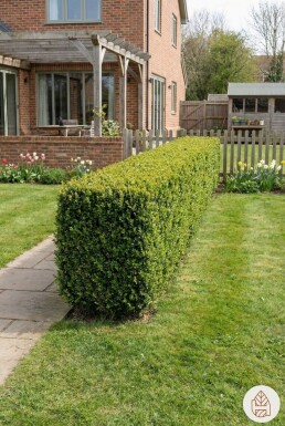 Buxus sempervirens 50-60 cm - Root ball