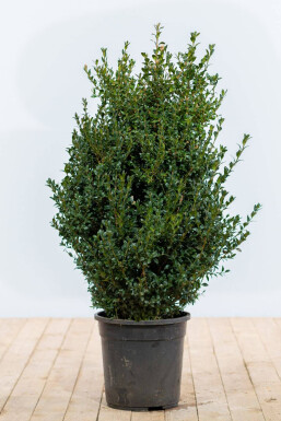 Common box Buxus sempervirens hedge 60-80 root ball Buxus sempervirens 60-80 cm