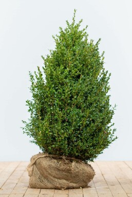 Common box Buxus sempervirens hedge 80-100 root ball