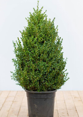 Common box Buxus sempervirens hedge 80-100 root ball Buxus sempervirens 80-100 cm