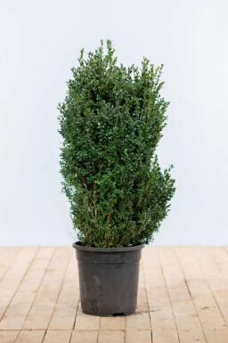 Common box Buxus sempervirens hedge 100-125 root ball Buxus sempervirens 100-125 cm