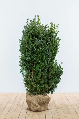 Common box Buxus sempervirens hedge 100-125 root ball