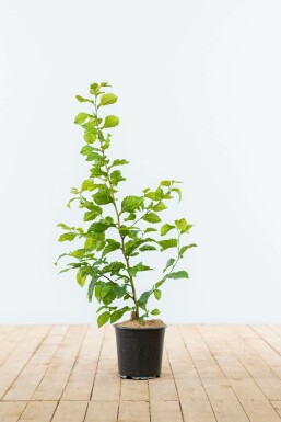 Common hornbeam Carpinus betulus hedge 60-80 pot Carpinus betulus 60-80 cm