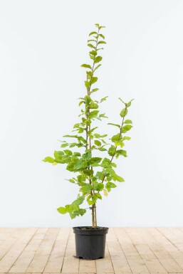 Common hornbeam Carpinus betulus hedge 80-100 pot Carpinus betulus 80-100 cm