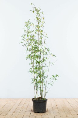Umbrella bamboo Fargesia murielae 'Jiuzhaigou' hedge 100-125 root ball