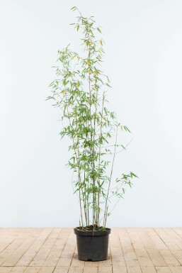Umbrella bamboo Fargesia murielae 'Jiuzhaigou' hedge 100-125 root ball Fargesia murielae 'Jiuzhaigou' 100-125 cm