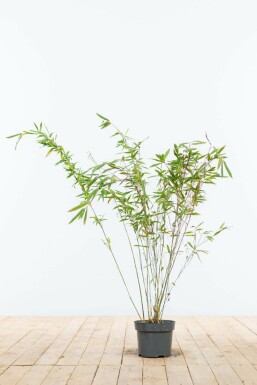 Umbrella bamboo Fargesia murielae 'Jumbo' hedge 60-80 root ball Fargesia murielae 'Jumbo' 60-80 cm