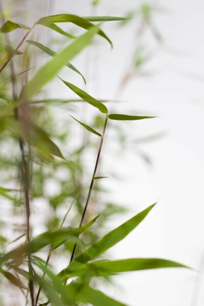 Umbrella bamboo Fargesia murielae 'Jumbo' hedge 60-80 root ball Fargesia murielae 'Jumbo' 60-80 cm