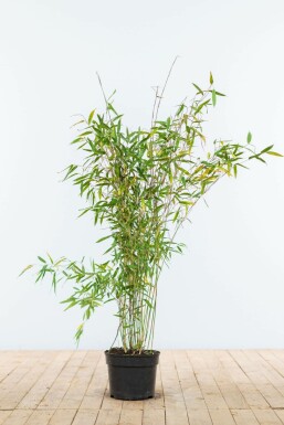 Umbrella bamboo Fargesia murielae 'Jumbo' hedge 80-100 root ball Fargesia murielae 'Jumbo' 80-100 cm