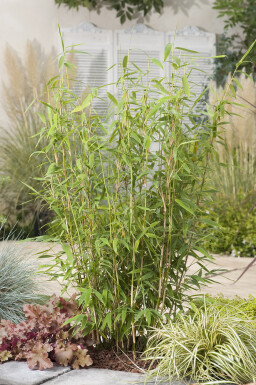 Umbrella bamboo Fargesia murielae 'Jumbo' hedge 80-100 root ball