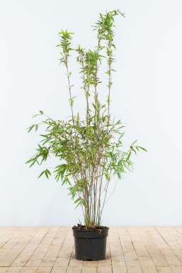 Umbrella bamboo Fargesia murielae 'Jumbo' hedge 100-125 root ball Fargesia murielae 'Jumbo' 100-125 cm