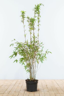 Umbrella bamboo Fargesia murielae 'Jumbo' hedge 100-125 root ball