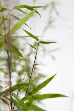 Umbrella bamboo Fargesia murielae 'Jumbo' hedge 100-125 root ball Fargesia murielae 'Jumbo' 100-125 cm