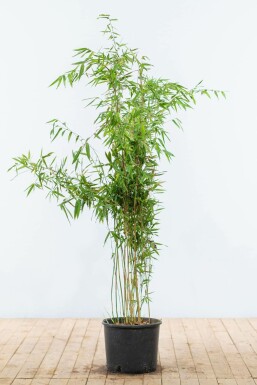 Umbrella bamboo Fargesia murielae 'Jumbo' hedge 125-150 root ball