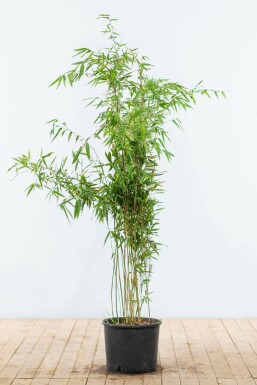 Umbrella bamboo Fargesia murielae 'Jumbo' hedge 125-150 root ball Fargesia murielae 'Jumbo' 125-150 cm