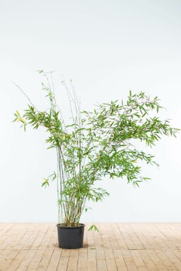 Umbrella bamboo Fargesia murielae 'Jumbo' hedge 150-175 root ball Fargesia murielae 'Jumbo' 150-175 cm