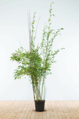 Umbrella bamboo Fargesia murielae 'Jumbo' hedge 175-200 root ball Fargesia murielae 'Jumbo' 175-200 cm