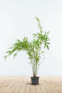 Chinese fountain bamboo Fargesia nitida hedge 60-80 root ball