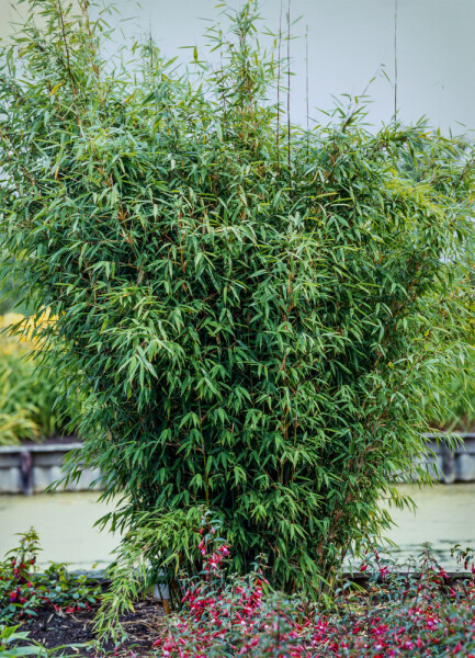 Chinese fountain bamboo Fargesia nitida hedge 60-80 root ball Fargesia nitida 60-80 cm