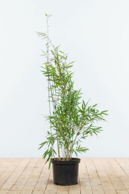 Chinese fountain bamboo Fargesia nitida hedge 80-100 root ball