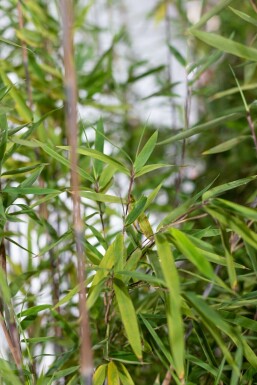 Chinese fountain bamboo Fargesia nitida hedge 80-100 root ball