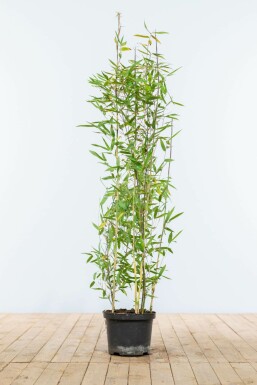 Chinese fountain bamboo Fargesia nitida hedge 100-125 root ball