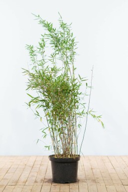 Chinese fountain bamboo Fargesia nitida hedge 125-150 root ball